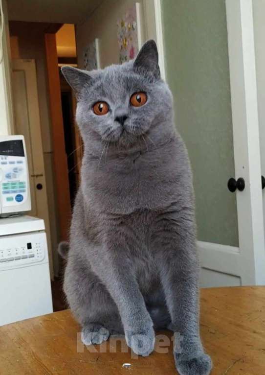 Кошки в Санкт-Петербурге: Молодая британская девочка Девочка, 10 000 руб. - фото 2