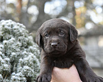 Собаки в Москве: Щенки лабрадора шоколадные  Девочка, Бесплатно - фото 8