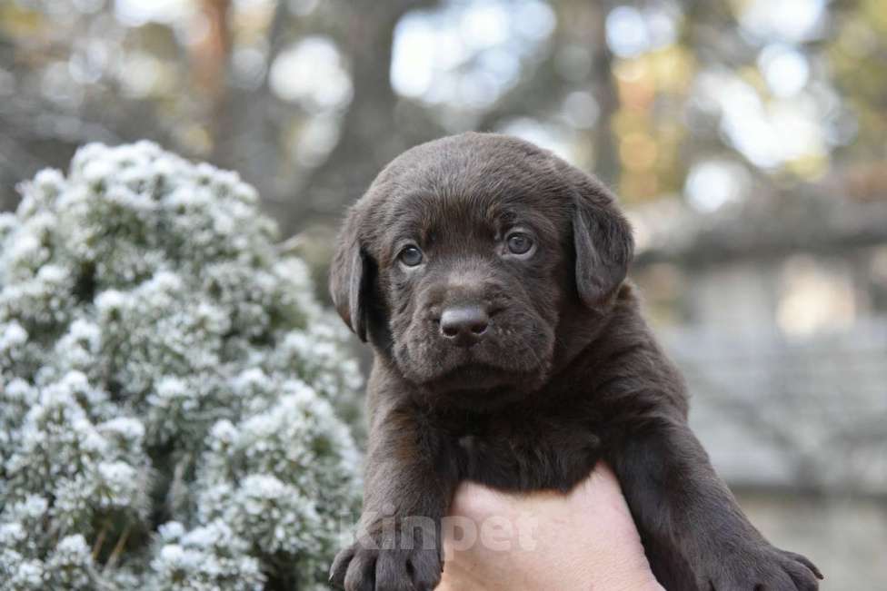 Собаки в Москве: Щенки лабрадора шоколадные  Девочка, Бесплатно - фото 8
