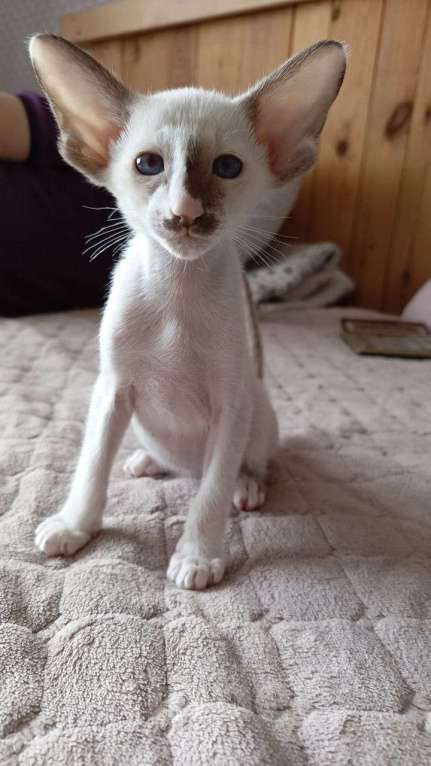 Кошки в Новороссийске: Ориентальная кошка Мальчик, 50 000 руб. - фото 3