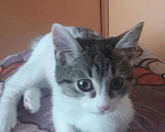 Кошки в Рыбном: Малявочка, Бесплатно - фото 4