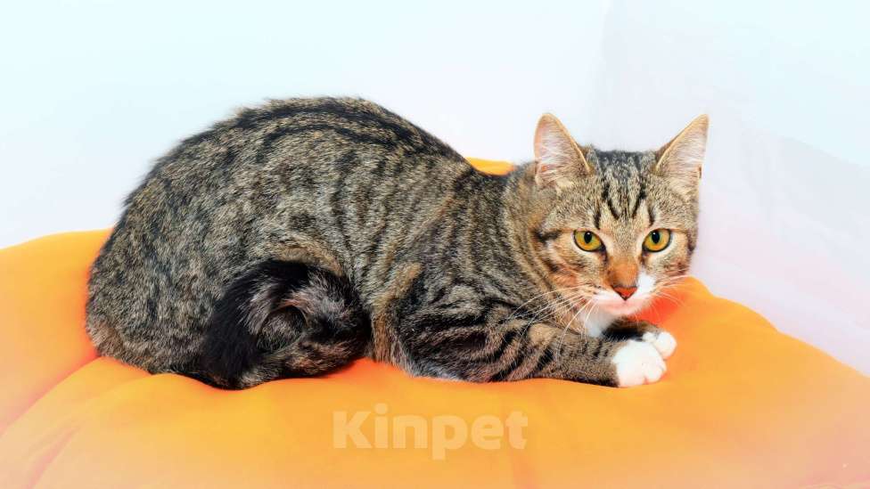 Кошки в Москве: котенок Тася ишет дом Девочка, 10 руб. - фото 6