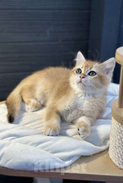 Кошки в Санкт-Петербурге: Шотландский котёнок Мальчик, 35 000 руб. - фото 4
