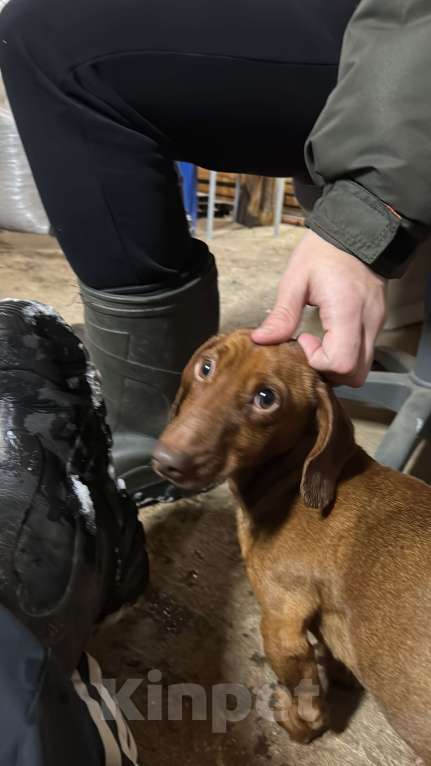 Собаки в других городах Тверской области:  Найдена такса, девочка, окрас рыжий Девочка, Бесплатно - фото 3