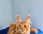 Кошки в Самаре: Котёнок породы Мейн-кун MCO male Imperator, color d Мальчик, 50 000 руб. - фото 5