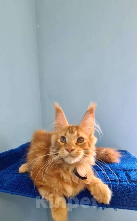 Кошки в Самаре: Котёнок породы Мейн-кун MCO male Imperator, color d Мальчик, 50 000 руб. - фото 5