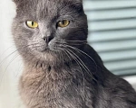 Кошки в Москве: Британская кошечка найдена на улице Девочка, Бесплатно - фото 1