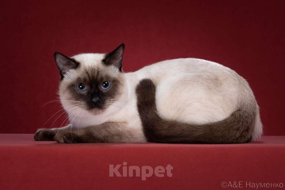 Кошки в Москве: ✨Тайский котёнок блю-пойнт, 3,5 месяца ✨ Мальчик, 70 000 руб. - фото 6