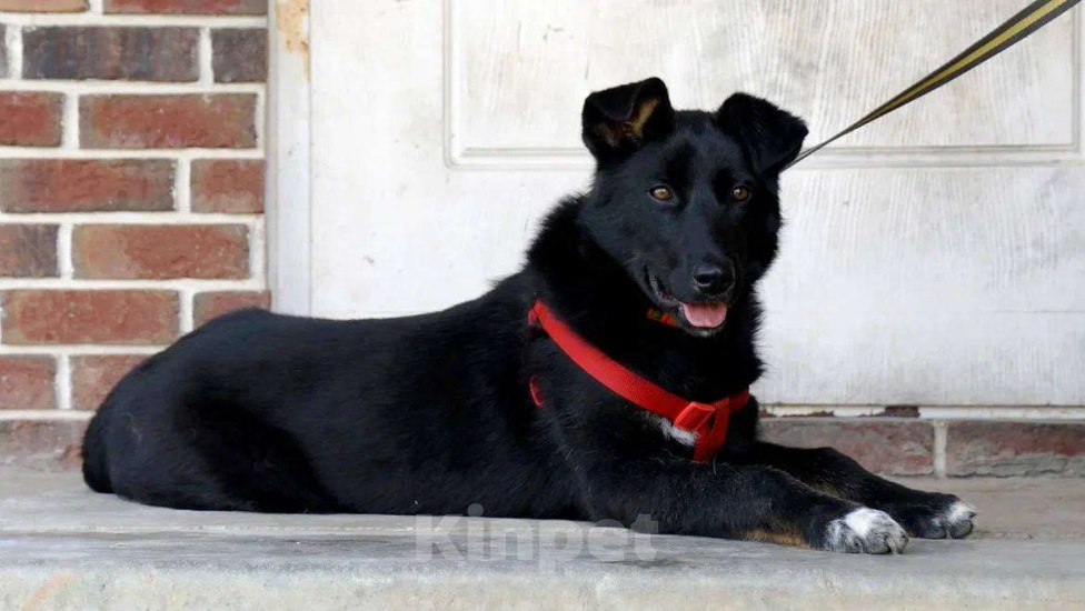 Собаки в Москве: Пес Жак ищет дом! Мальчик, Бесплатно - фото 7