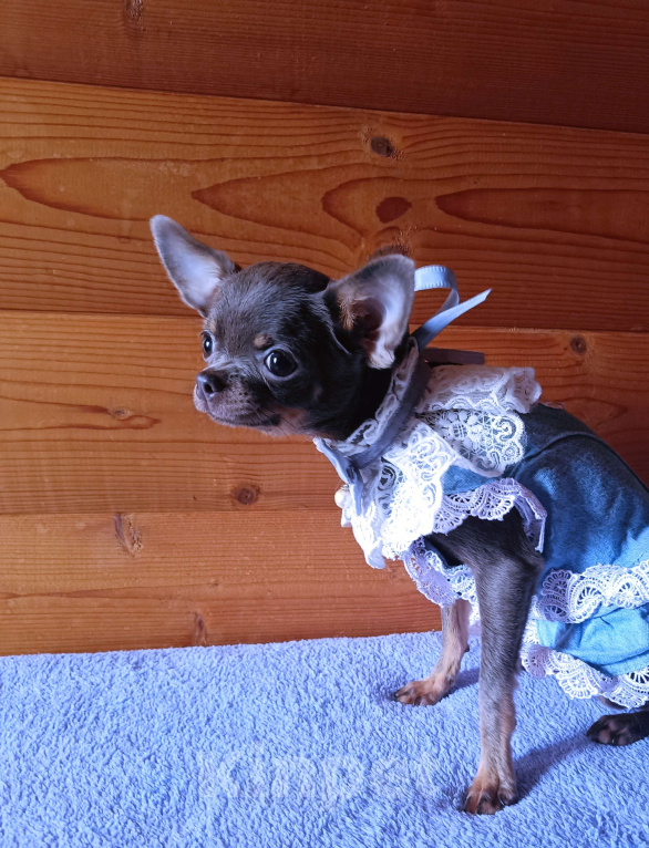 Собаки в Москве: Изумительная изящная леди Девочка, 75 000 руб. - фото 4