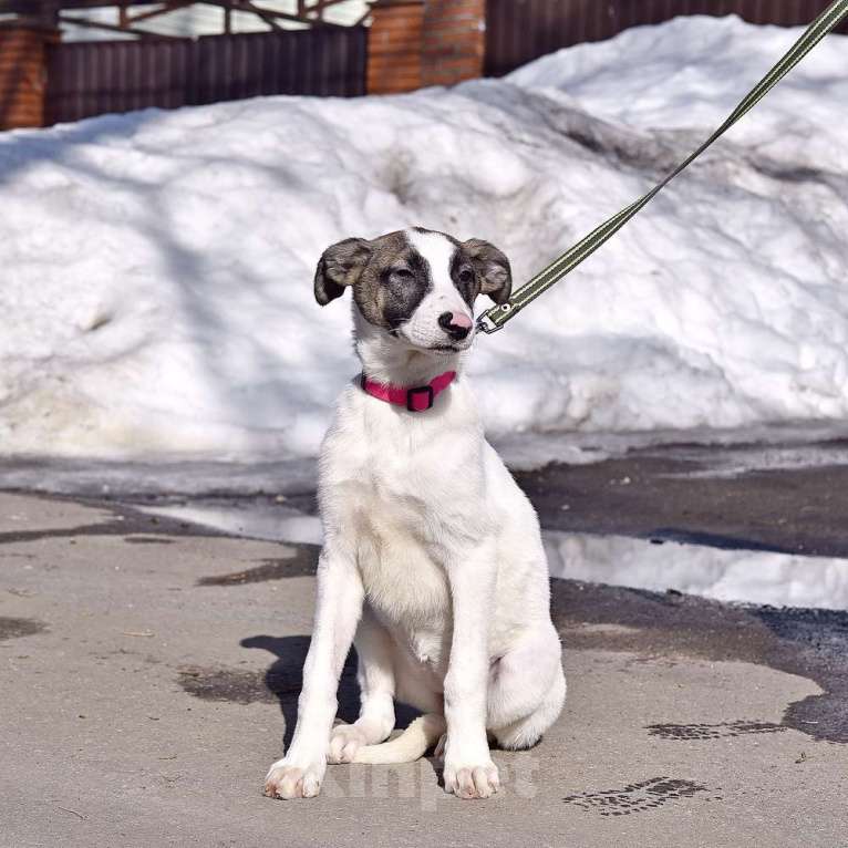 Собаки в Москве: Белый щенок с розовым носиком Девочка, Бесплатно - фото 6