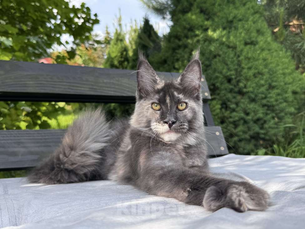 Кошки в Москве: Девочка Мейн Кун Veyron Origami Девочка, 150 000 руб. - фото 5