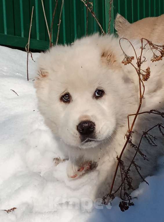 Собаки в Пскове: Среднеазиатская овчарка щенки алабай Мальчик, 80 000 руб. - фото 1
