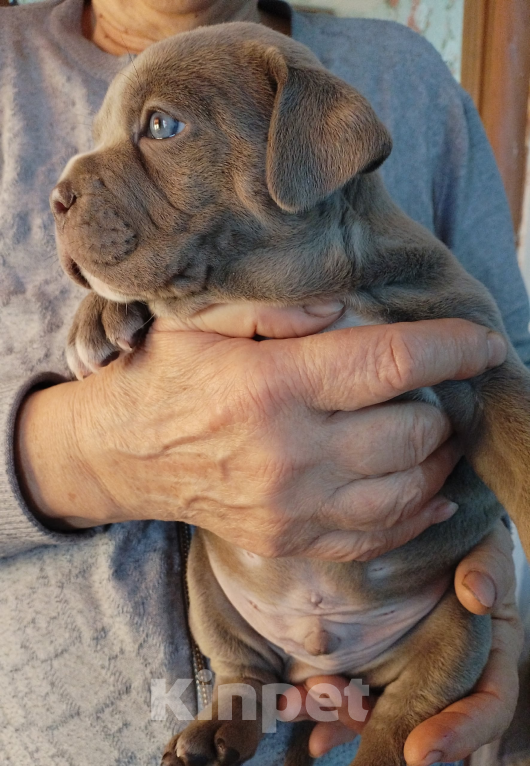 Собаки в Ростове-на-Дону: Американский булли  Мальчик, Бесплатно - фото 4