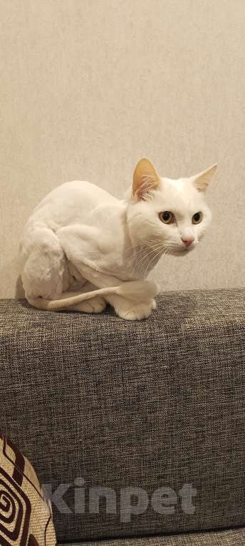 Кошки в Мурином: Отдам в добрые руки Мальчик, Бесплатно - фото 4