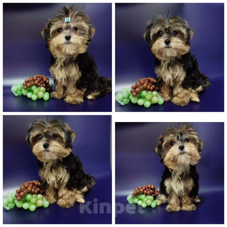 Собаки в других городах Московской области: Мальчик дизайнерской породы Мальчик, 20 000 руб. - фото 1