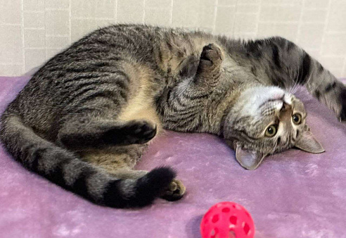 Малышка Виталина ищет дом