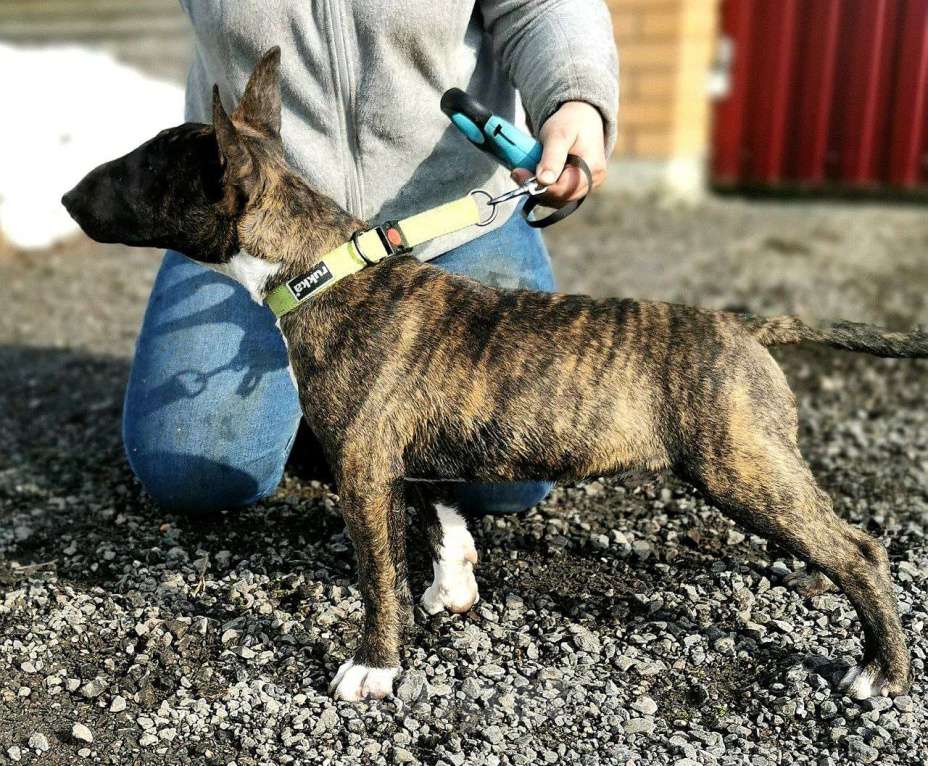 Собаки в Москве: Щенки миниатюрного бультерьера Мальчик, Бесплатно - фото 3