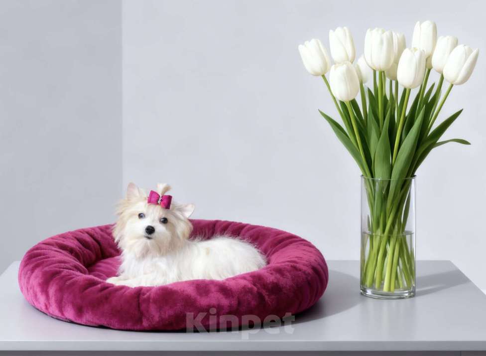 Собаки в Москве: Белый йорк с голубыми глазами девочка подрощенная Девочка, 130 000 руб. - фото 9