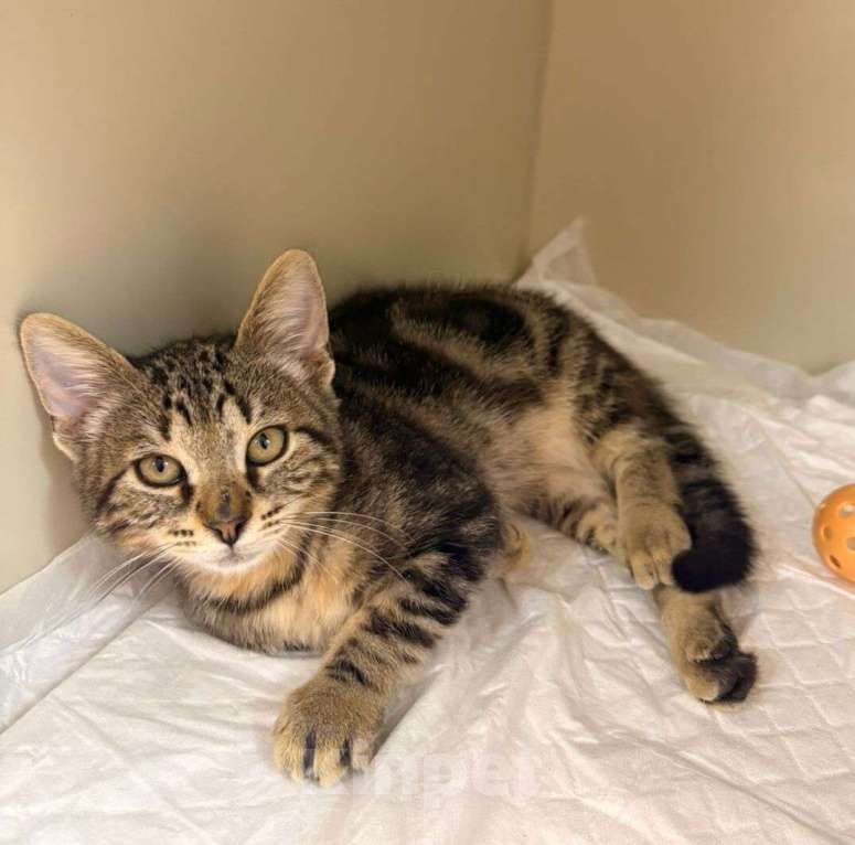 Кошки в Москве: Мраморный котёнок Чип в добрые руки Мальчик, 1 руб. - фото 3