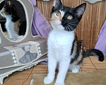 Кошки в Москве: Котёнок-химера в добрые руки Девочка, Бесплатно - фото 2