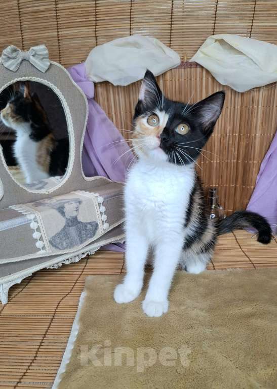Кошки в Москве: Котёнок-химера в добрые руки Девочка, Бесплатно - фото 2