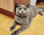 Кошки в Москве: Серая кошка в добрые руки  Девочка, 10 руб. - фото 4