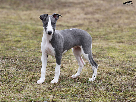 Голубой щеночек уиппет