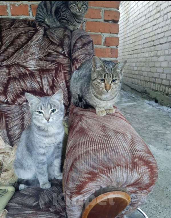 Кошки в других городах Владимирской области: Котята подростки в добрые руки Девочка, Бесплатно - фото 4
