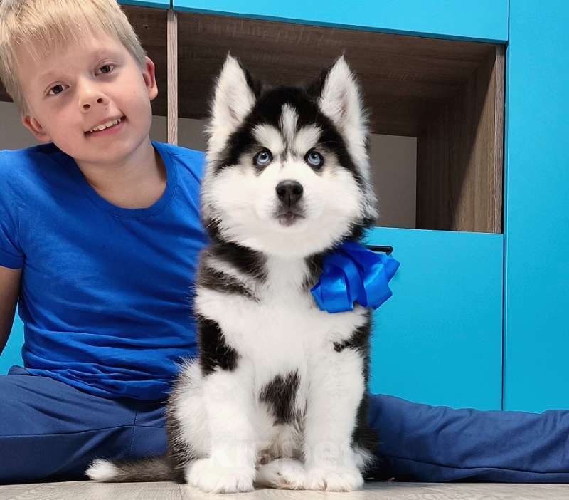 Собаки в Челябинске: щенки хаски разных окрасов Разнополые, Бесплатно - фото 2