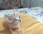 Кошки в Саратове: Очаровательные котята  Мальчик, 7 000 руб. - фото 5