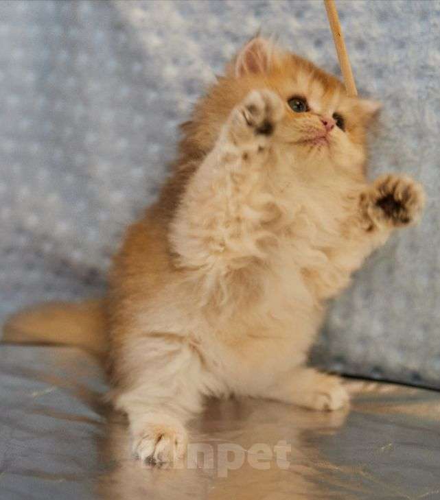 Кошки в Челябинске:  Британская золотая шиншилла ny 12 Девочка, 55 000 руб. - фото 3