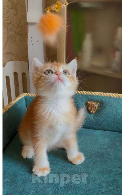 Кошки в Москве: Консул Мальчик, 45 000 руб. - фото 2