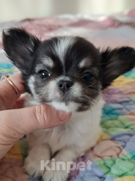 Собаки в Москве: Девочка триколор Девочка, 35 000 руб. - фото 4