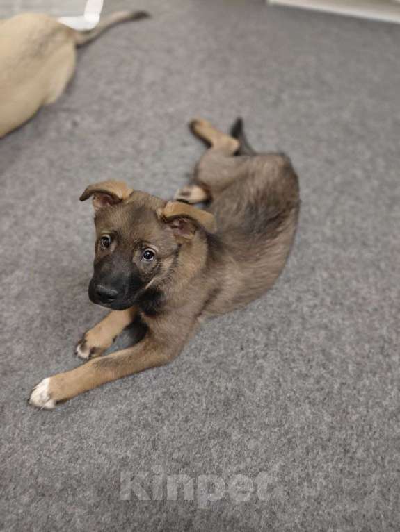 Собаки в Санкт-Петербурге: Малыши 3 месяца — найдены, ищут дом Мальчик, Бесплатно - фото 3