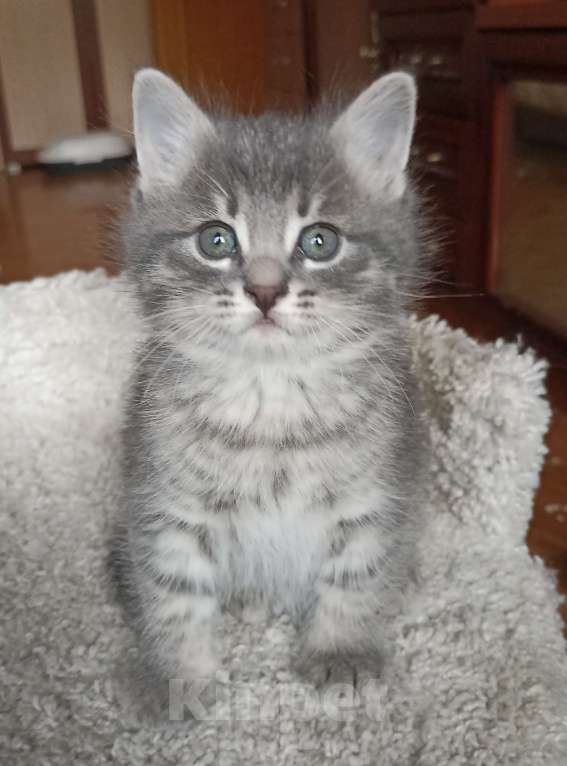 Кошки в Москве: Девочка и мальчик серенькие Мальчик, 1 000 руб. - фото 5