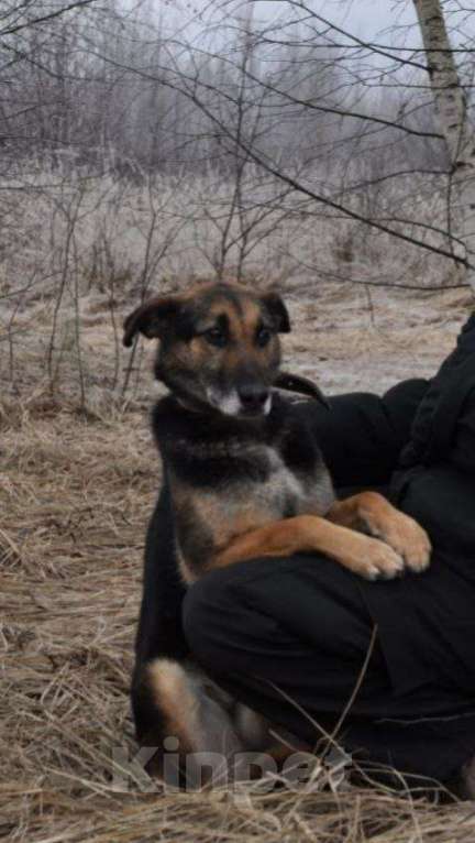 Собаки в Ногинске: Астор - небольшой пёсик ждет свою семью в приюте Мальчик, Бесплатно - фото 3