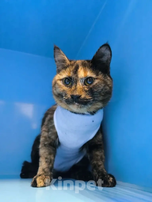 Кошки в Москве: Кошечка Нутелла в добрые руки Девочка, Бесплатно - фото 2