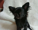 Собаки в Новосибирске: Щенок Чихуахуа Девочка, 85 000 руб. - фото 2