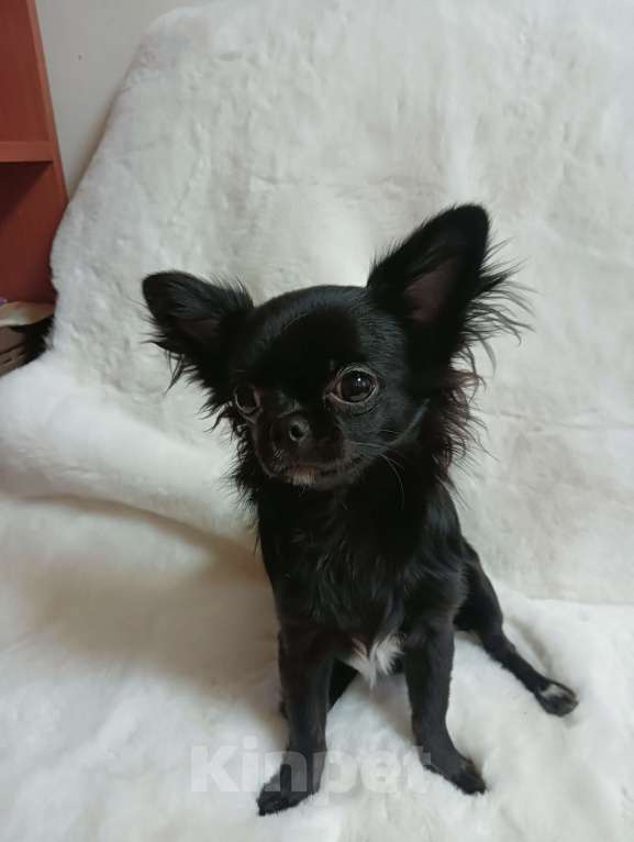 Собаки в Новосибирске: Щенок Чихуахуа Девочка, 85 000 руб. - фото 2