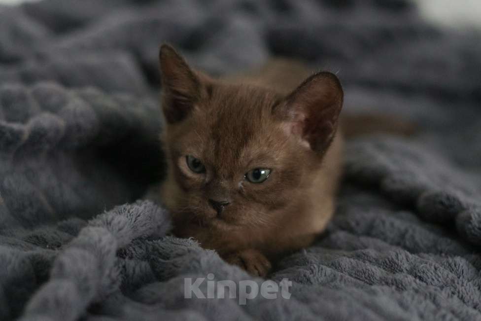Кошки в Нижнем Новгороде: Котёнок европейской бурмы, мальчик, соболиный окрас Мальчик, 48 000 руб. - фото 7