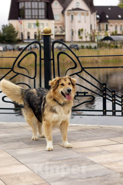 Собаки в Балашихе: Пушистая красотка Паппи в поиске дома Девочка, Бесплатно - фото 4