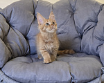 Кошки в Саратове: Котята мейн-кун Девочка, 40 000 руб. - фото 2