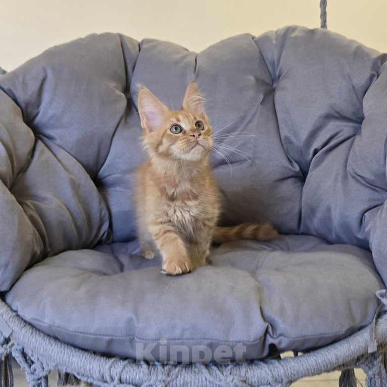 Кошки в Саратове: Котята мейн-кун Девочка, 40 000 руб. - фото 2