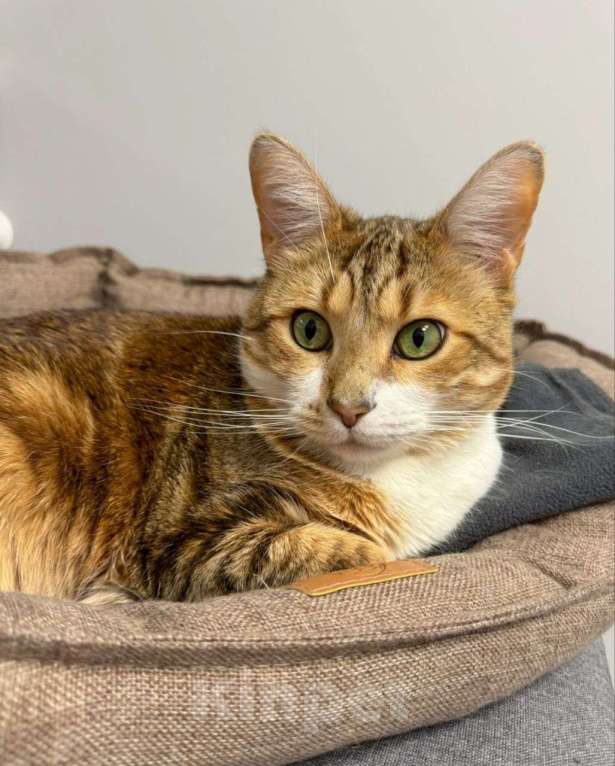 Кошки в Москве: Котик, который уже два года ищет дом Мальчик, Бесплатно - фото 2