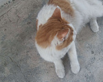 Кошки в Твери: Кошечка в добрые руки Девочка, 2 руб. - фото 2