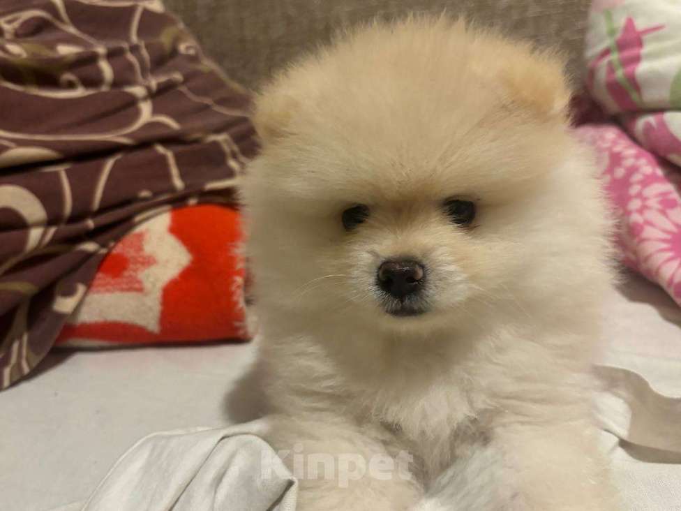 Собаки в Воронеже: Померанский шпиц мини белый Мальчик, 20 000 руб. - фото 5