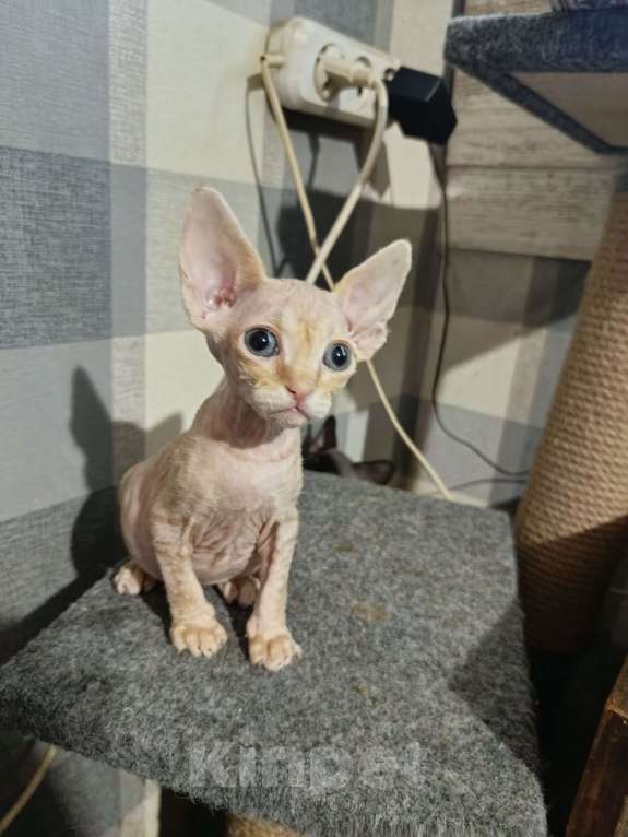 Кошки в Москве: Девочка принцесса Девочка, 20 000 руб. - фото 1