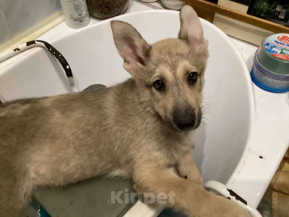 Собаки в Нижневартовске: Щенок ищет дом Мальчик, Бесплатно - фото 1