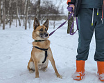 Собаки в Москве: Идеальная квартирная собака Мальчик, Бесплатно - фото 5